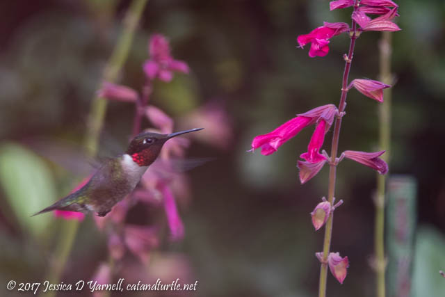 Ruby-throated Hummingbird (Male)