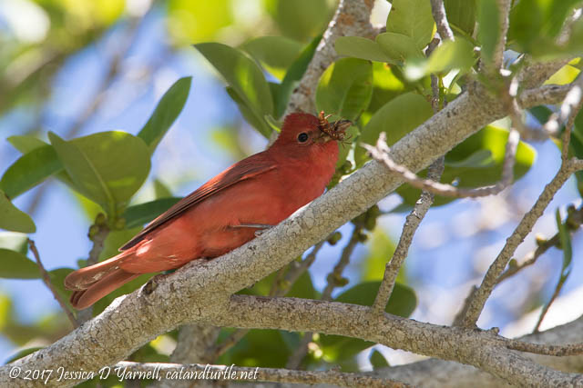 Summer Tanager with Bug
