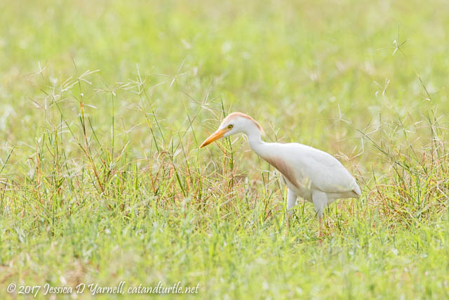 Cattle Egret