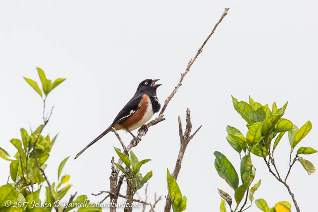 Eastern Towhee Singing