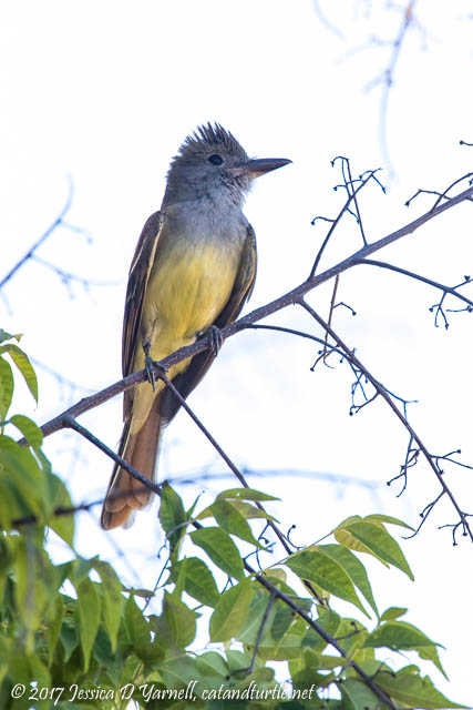 Great-crested Flycatcher