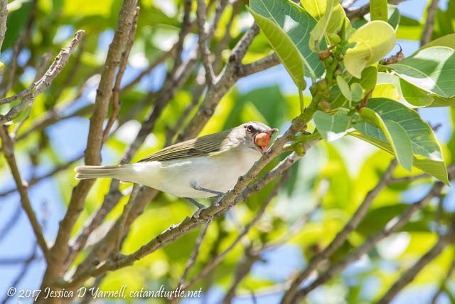 Red-Eyed Vireo