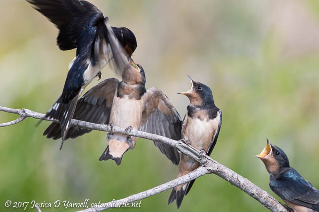 Baby Barn Swallows - The Feeding