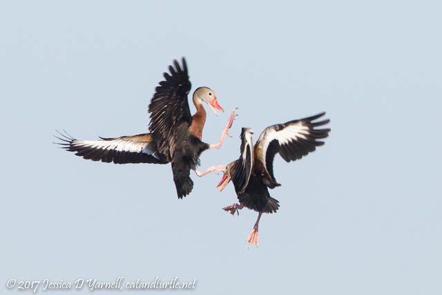 Black-bellied Whistling Duck Mid-Air Battle