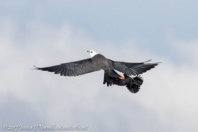 Red-winged Blackbird Attacks a Swallow-tailed Kite