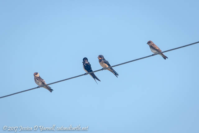 Cave Swallow