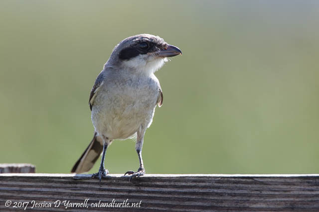 Loggerhead Shrike