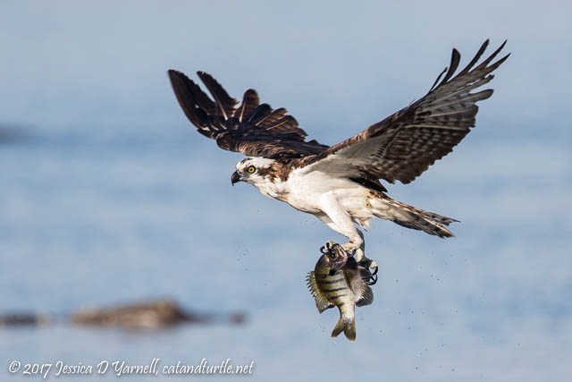 Osprey with Fish and Alligator