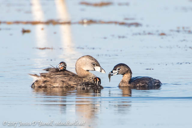 Pied-billed Grebe Dad Bringing in Breakfast to his Family