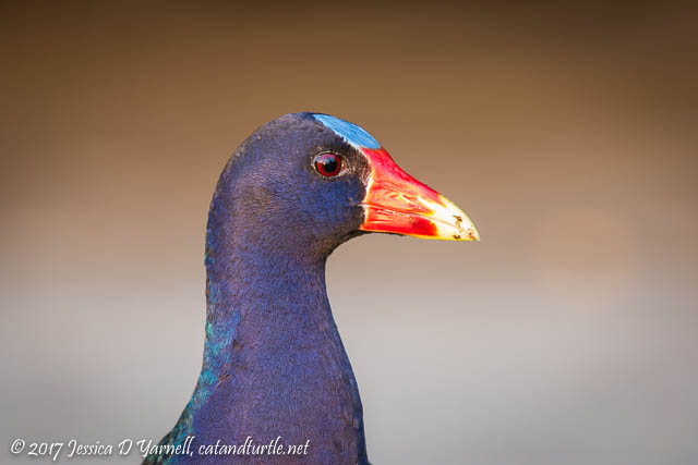 Purple Gallinule Head Shot