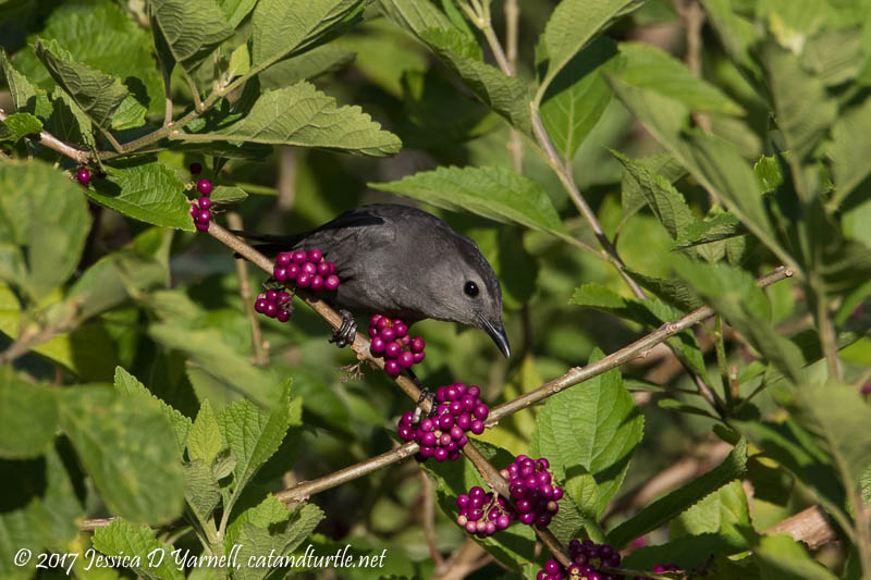 Gray Catbird at American Beautyberry