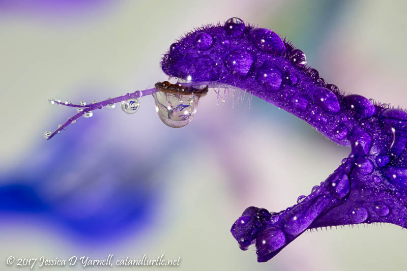 Purple Salvia Water Droplet Refraction of Nectaring Hummingbird