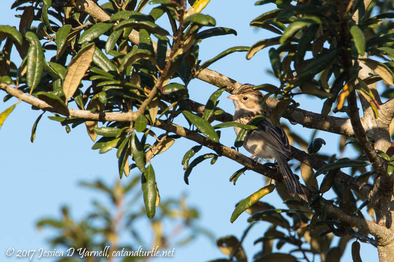 Clay-colored Sparrow