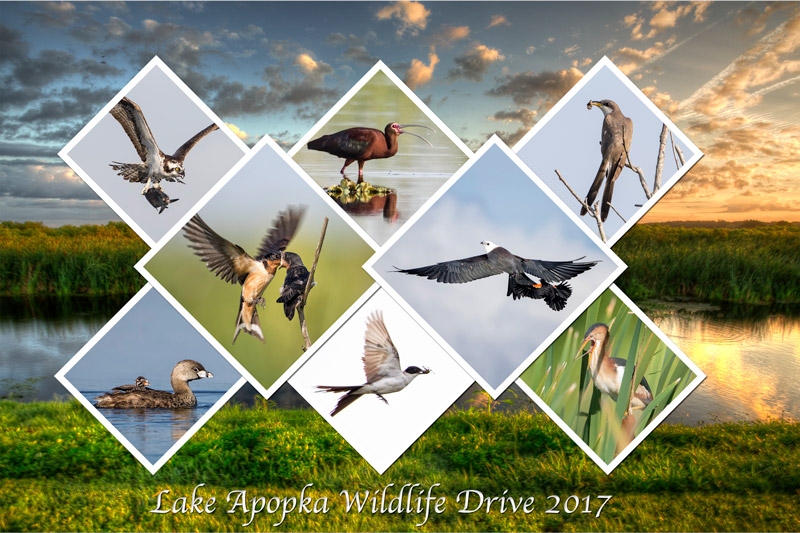 Lake Apopka Wildlife Drive 2017