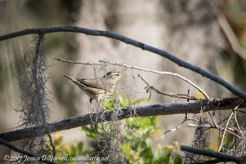 Northern Waterthrush