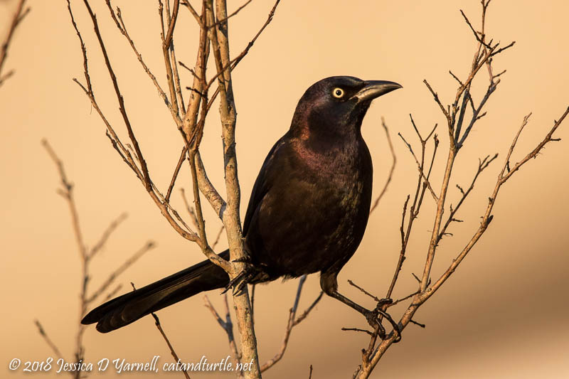 Common Grackle