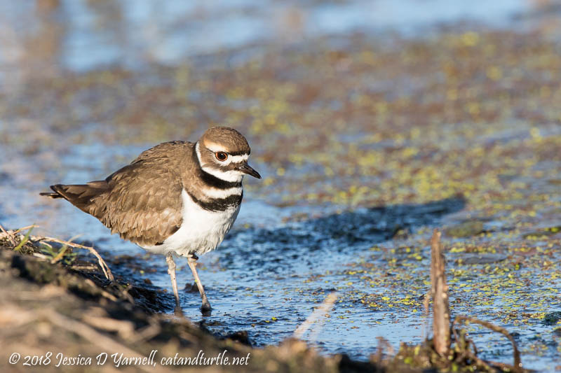 Killdeer