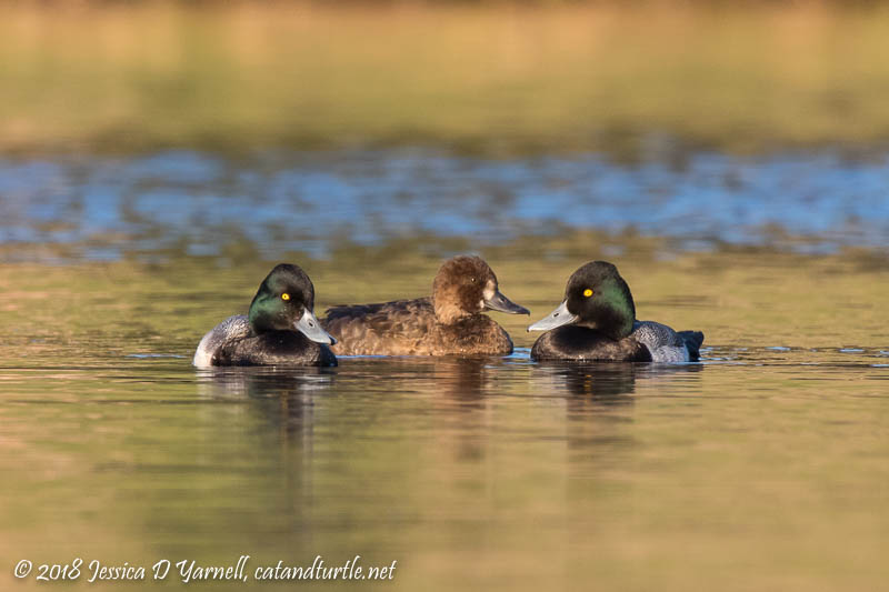 Lesser Scaups