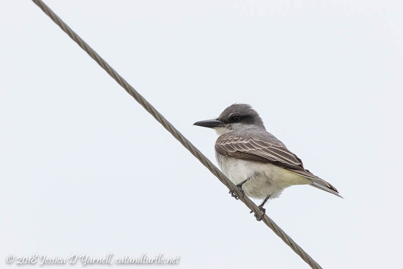 Gray Kingbird