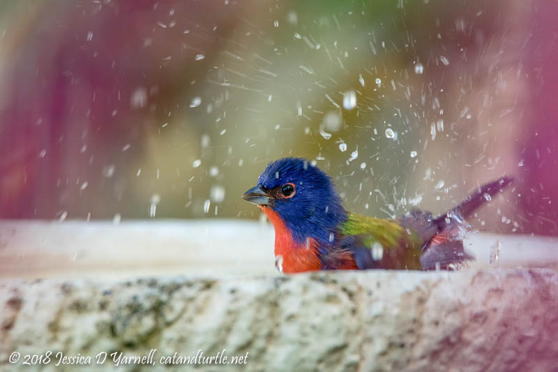 Painted Bunting Bathtime