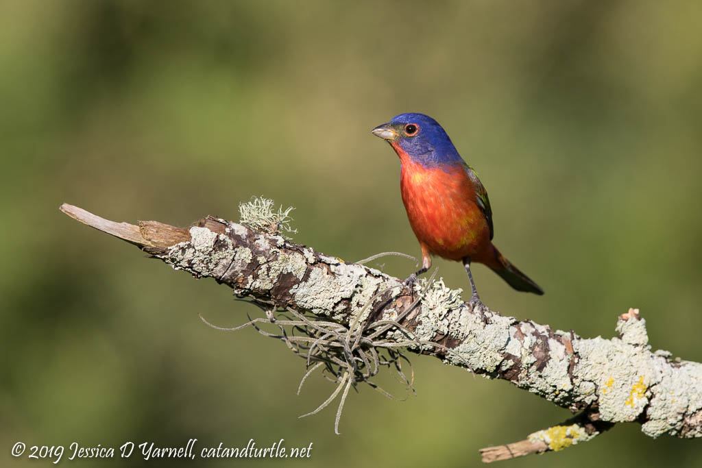 Painted Bunting (Male)