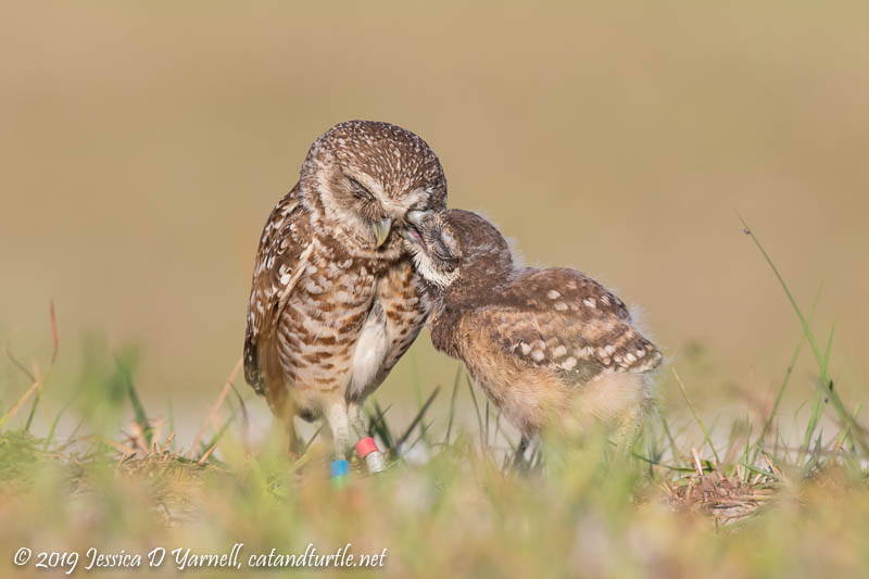 Not the Nicest Little Owlet