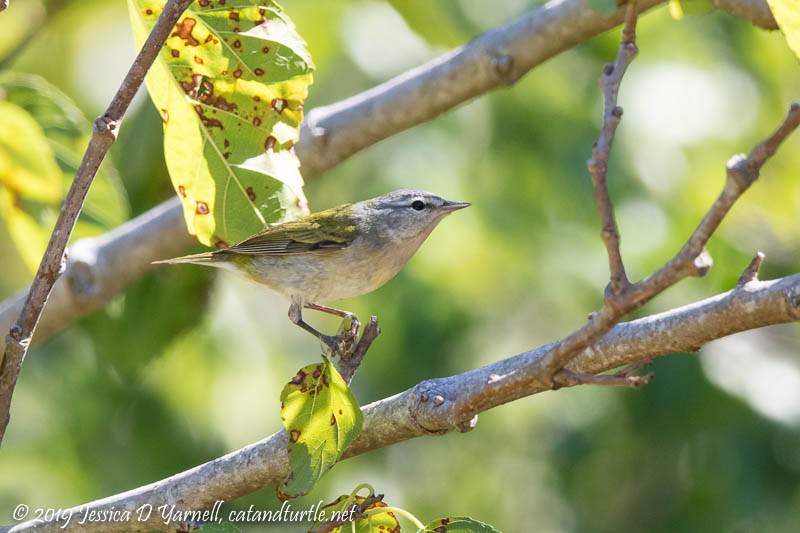 Tennessee Warbler