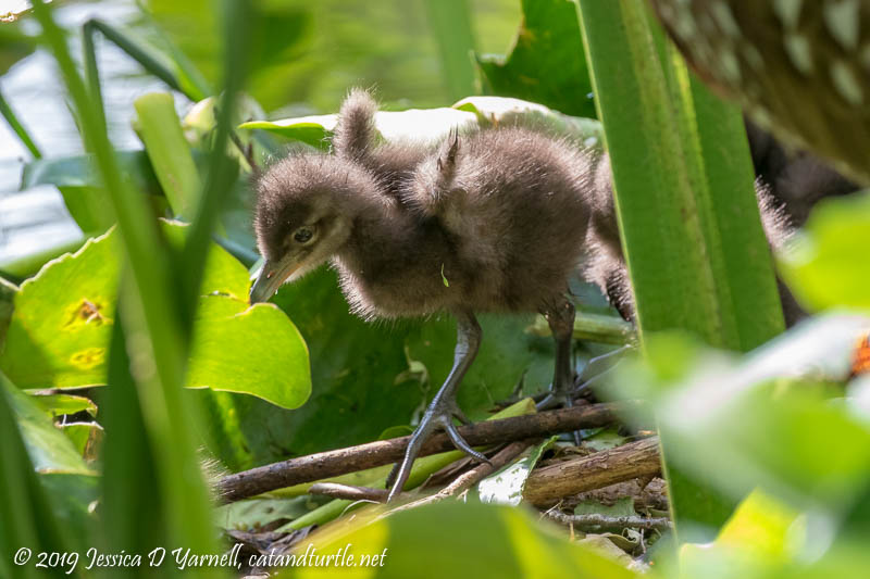 Baby Limpkin Wing-Stretch