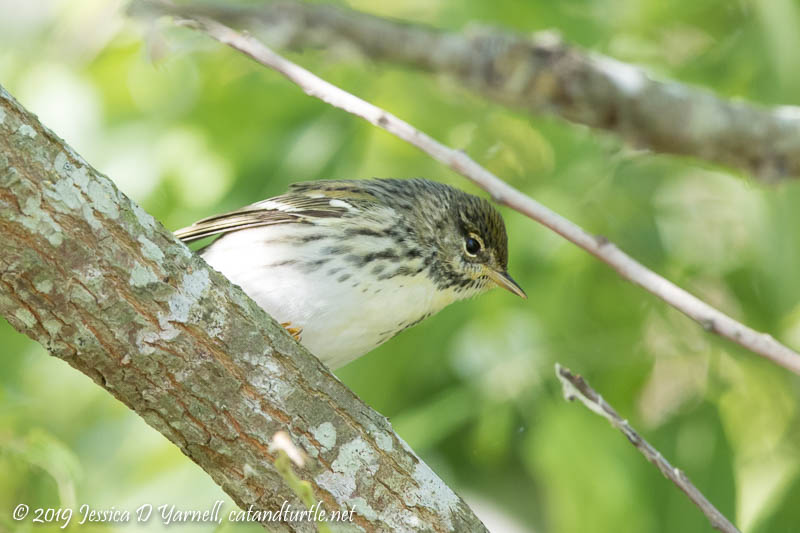 Blackpoll Warbler