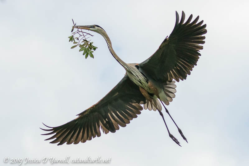 Great Blue Heron with Nesting Material