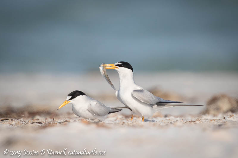 Least Tern Courtship: The female shows great patience as the male dances around with the fish