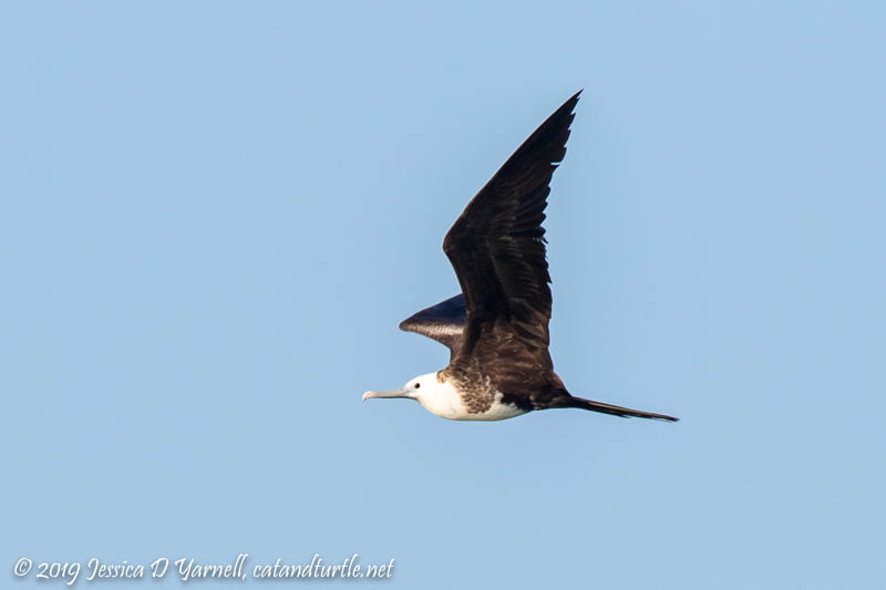 Magnificent Frigatebird