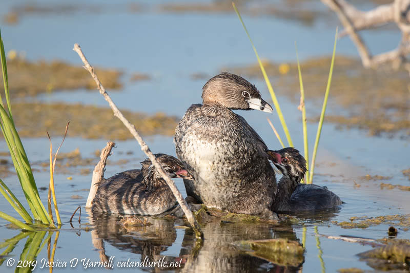 Pied-billed Grebe Family