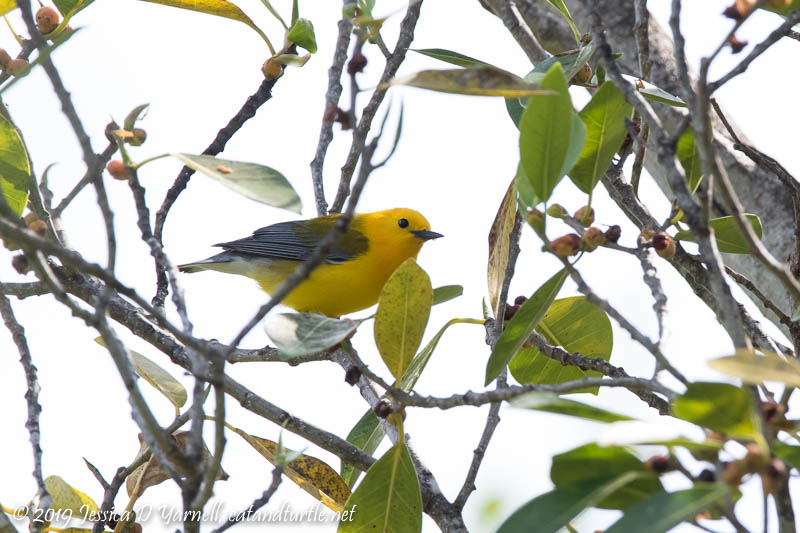 Prothonotary Warbler