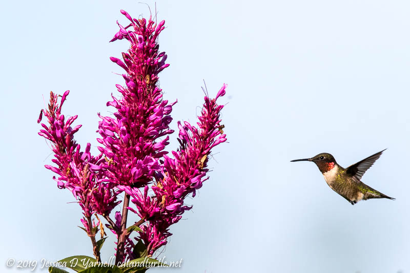 Ruby-throated Hummingbird Migrant
