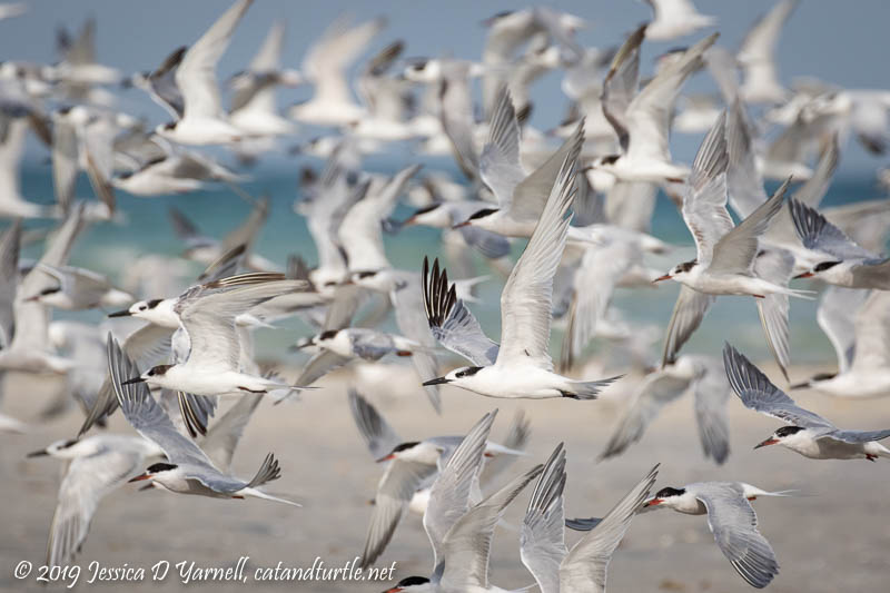 Shorebirds in Flight