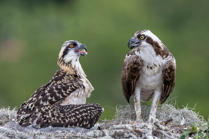 Winter Park Osprey Nest