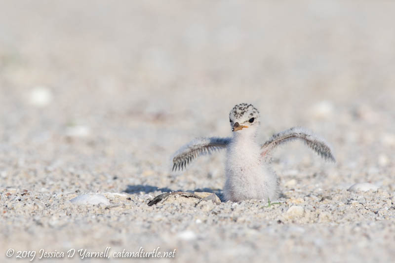 Least Tern Chick Wing-Stretch