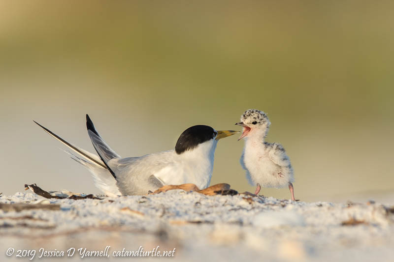 Least Tern Mom and Baby