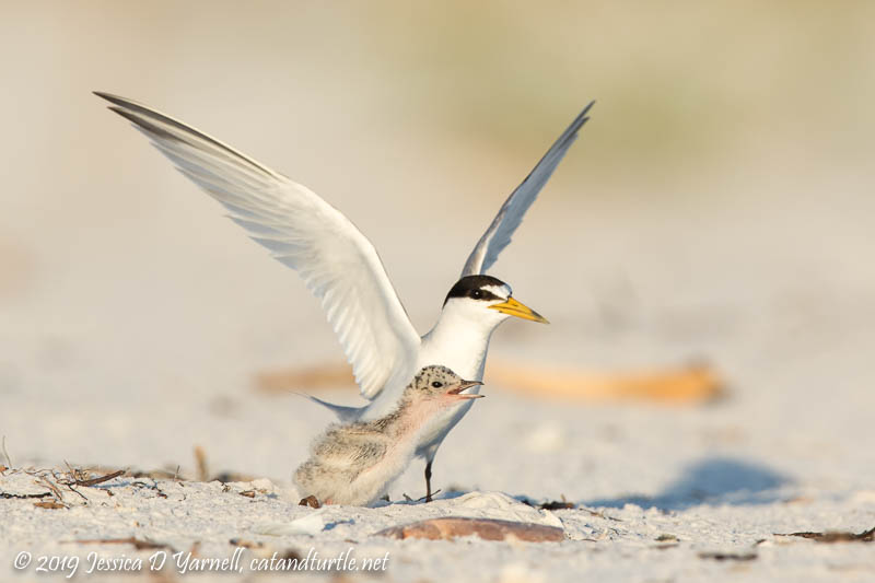 Least Tern Mom and Chick