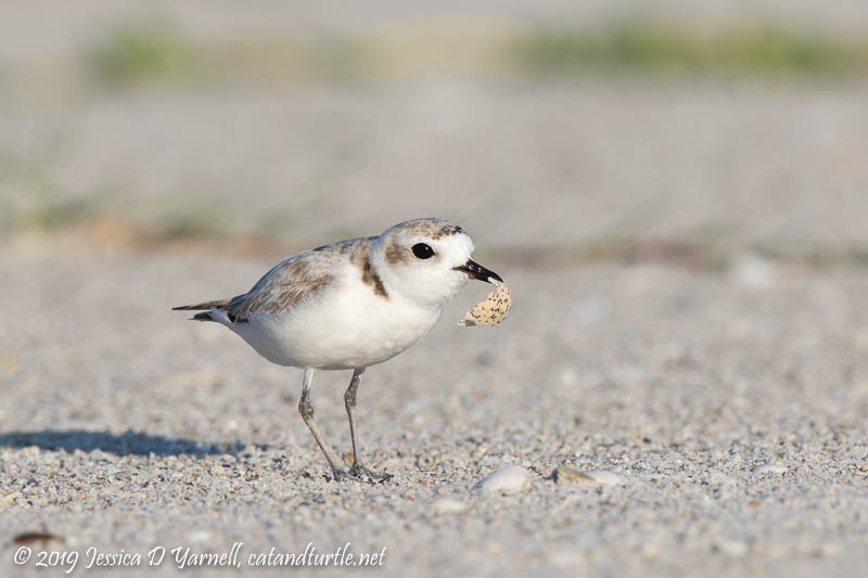 Snowy Plover with Eggshell