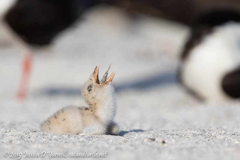 Black Skimmer Baby Learns how to Eat a Fish