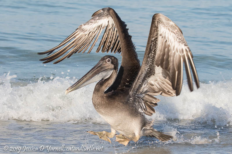 Brown Pelican Landing