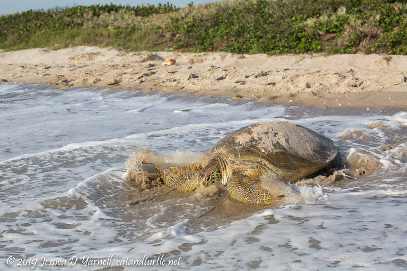 Green Sea Turtle Returning to Ocean after Nesting