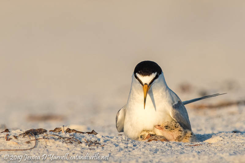 Least Terns: Yesterday, Today, and Tomorrow