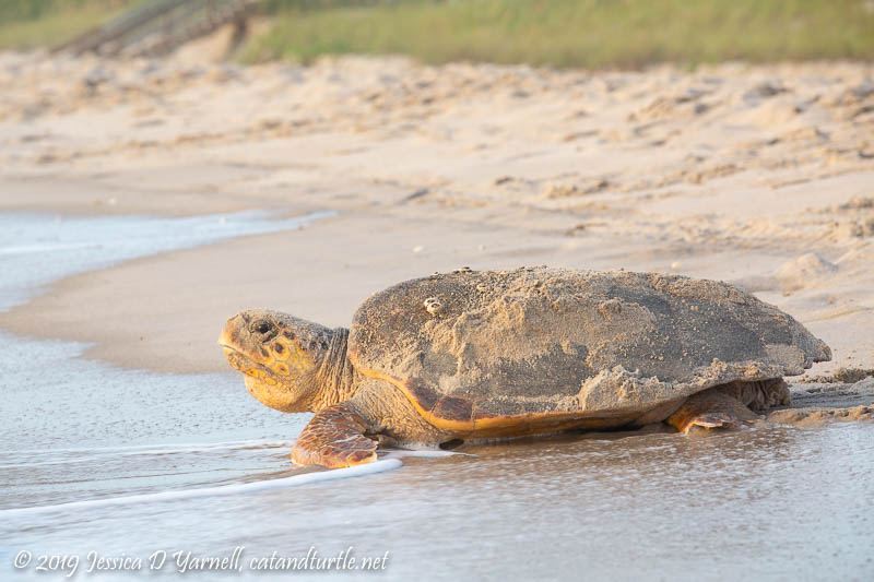 Loggerhead Sea Turtle Returning to Ocean after Nesting