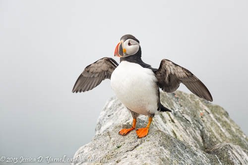 Wings-Spread_Machias-Seal-Island_201307031_copyrightJessYarnell