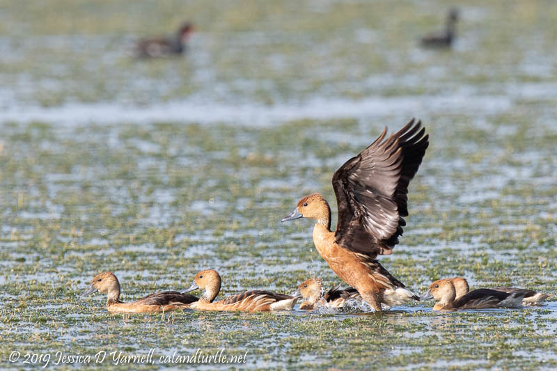 Fulvous Whistling-duck Family