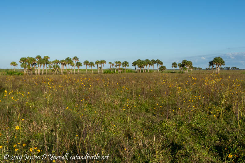 Fields of Yellow Sunflowers