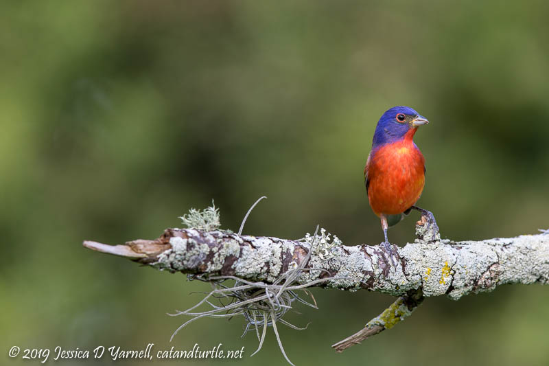 Painted Bunting (Male)